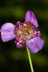 Propeller flower